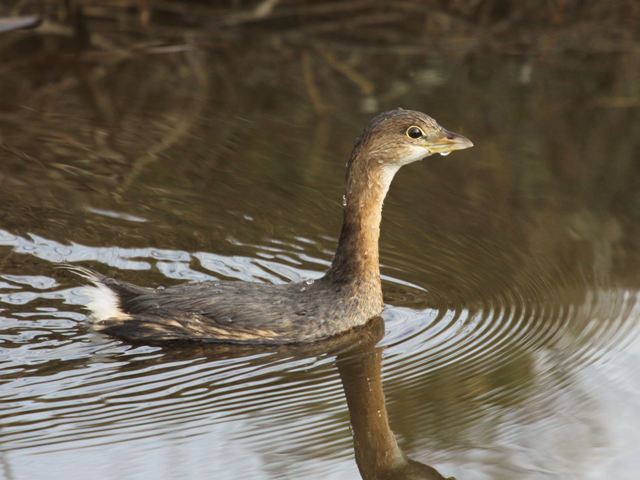 Pied-billed Grebe